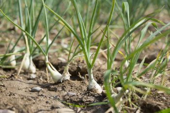 0081-Asperges-Nonnenmacher-Catherine Theulin.jpg